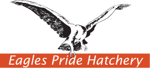 Eagles Pride Hatchery (Pty) Ltd Recruitment 2023/2024